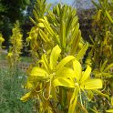 Asphodeline lutea fleur